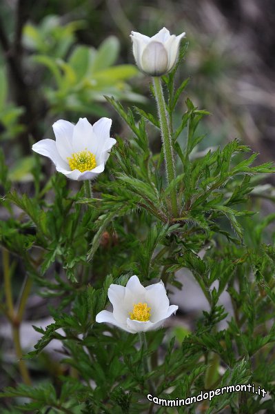 052 Pulsatilla alpina.JPG